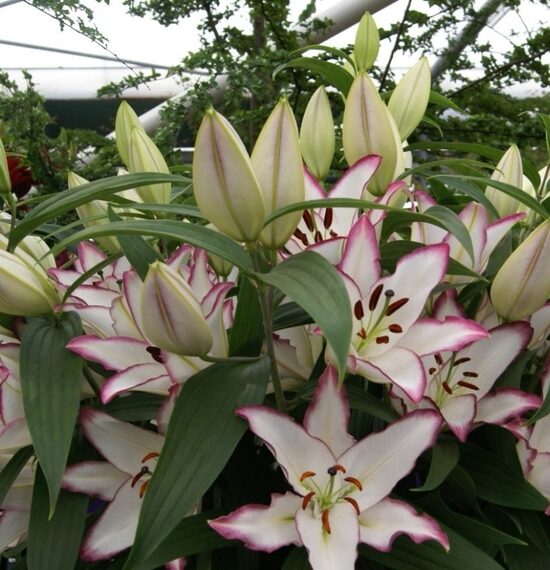 THE EDGE  (Austrumu lilija)